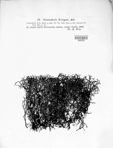 Bryocaulon divergens image